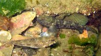 070 Gobie noir (Gobius niger)